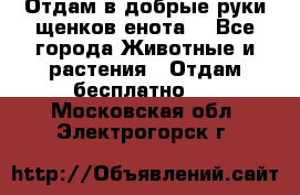 Отдам в добрые руки щенков енота. - Все города Животные и растения » Отдам бесплатно   . Московская обл.,Электрогорск г.